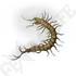 Golden Centipede *999